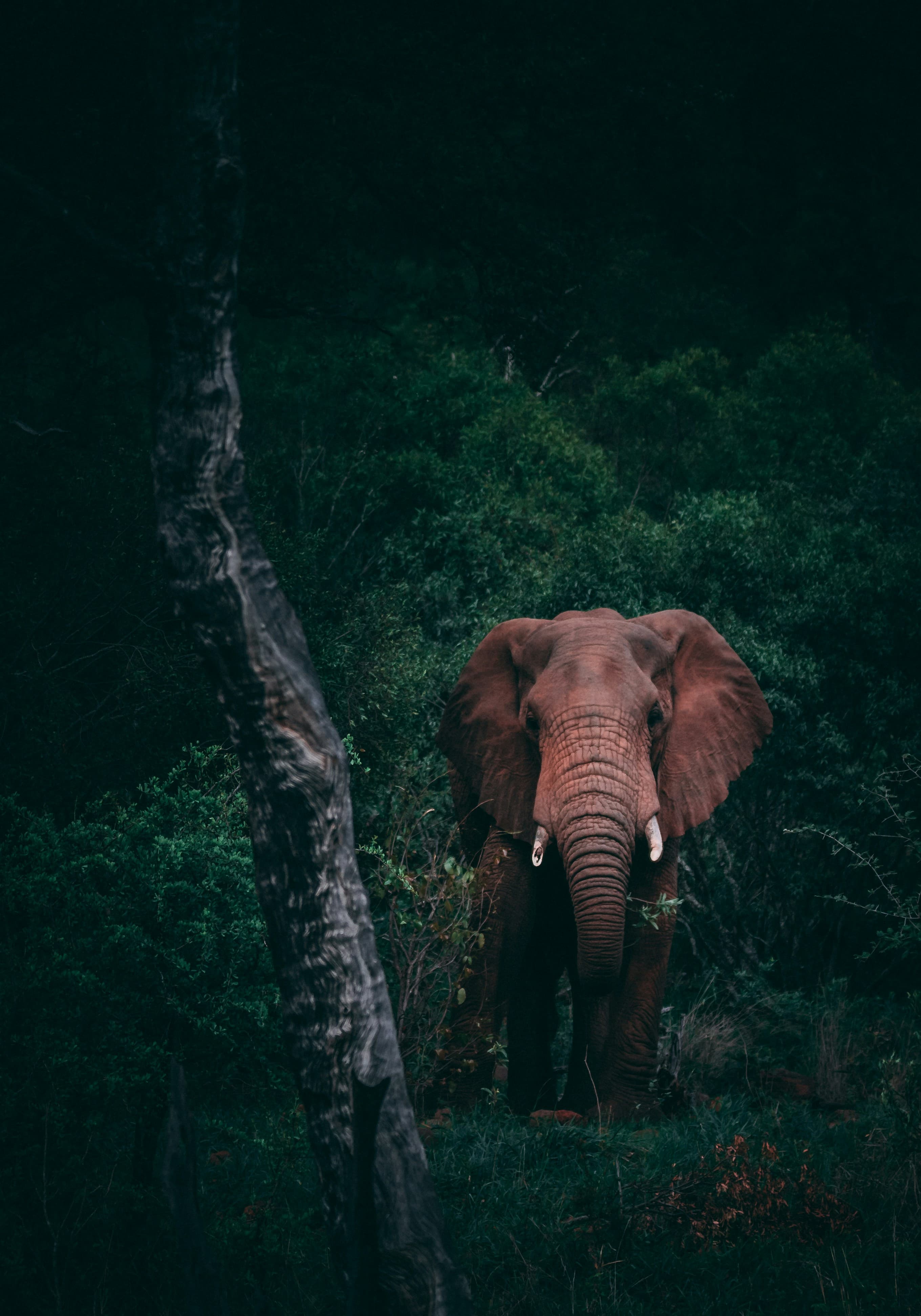 Tanzania Landscape